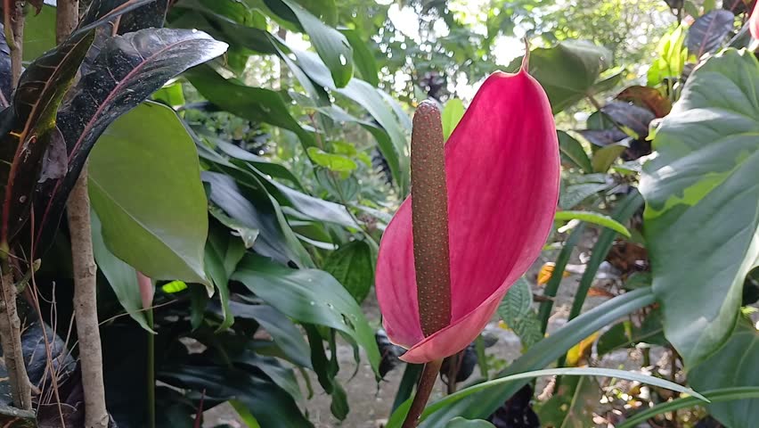 Anthurium andraeanum (flamingo flower, tailflower, painter