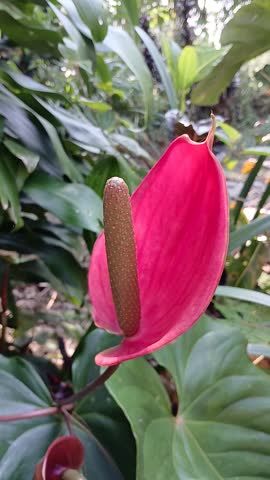 Anthurium andraeanum (flamingo flower, tailflower, painter