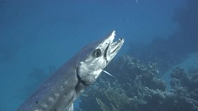 A Giant Barracuda on a cleaning station. Red Sea. Captured on a 3CCD DVCAM Camera 16:9 anamorphic