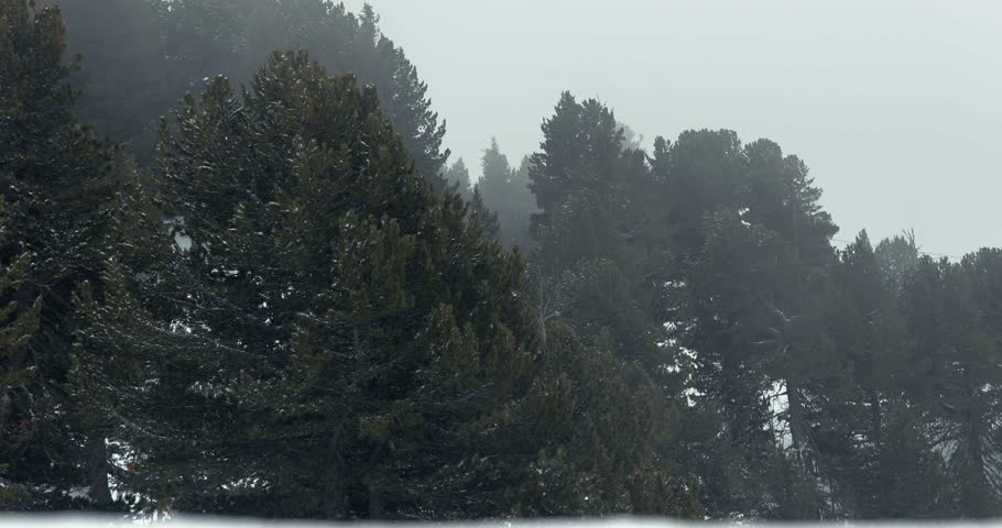 Fog and mist moving in cold wind on a winter mountain forest landscape with pine trees in the Alps