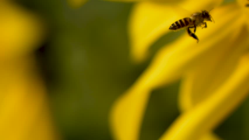 A honeybee hovers and lands on a sunflower disk during a sunny summer day