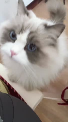 Fluffy ragdoll cat with mesmerizing blue eyes stares intently from its position on the wooden floor.