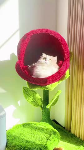 Two fluffy longhaired cats occupy a vibrant red and green flower shaped cat tower structure enjoying sunlight.