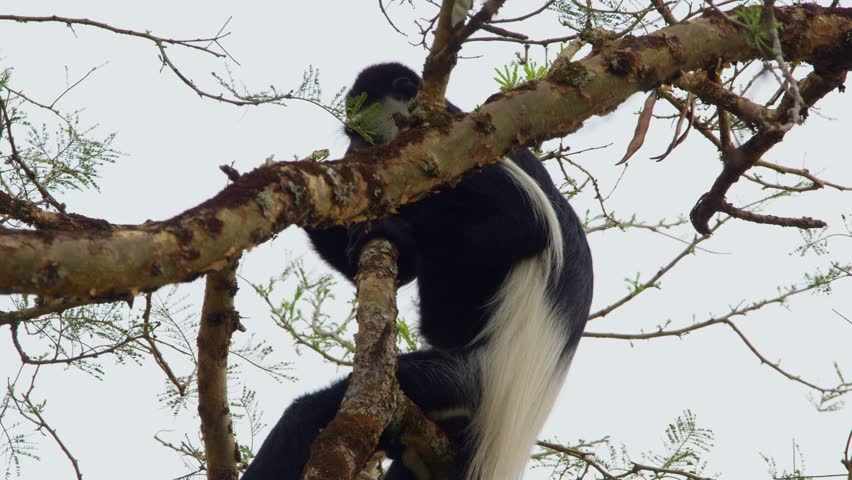 Black and white Colobus monkey also known as mantled guereza, clinging to a Vachellia tree branch in Murchison Falls National Park, Uganda, showcasing its distinctive long fur