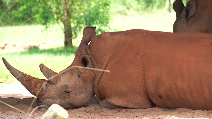 Close up shot of a Southern white rhino (Ceratotherium simum simum) resting and sleeping on the ground under the shade.