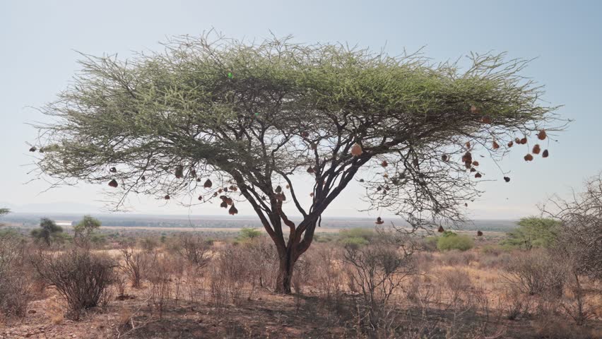 Solitary acacia tree standing in dry savanna landscape with numerous hanging weaver bird nests visible among the branches in Samburu National Reserve, Kenya.