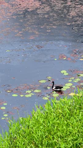 A magpie goose glides through a lush rainforest pond surrounded by green vegetation and lilies.