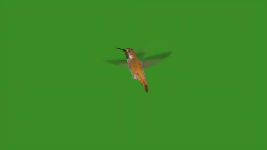 Hummingbird hovering mid air isolated on green screen background for nature motion graphics, seamless looping 4K video background
