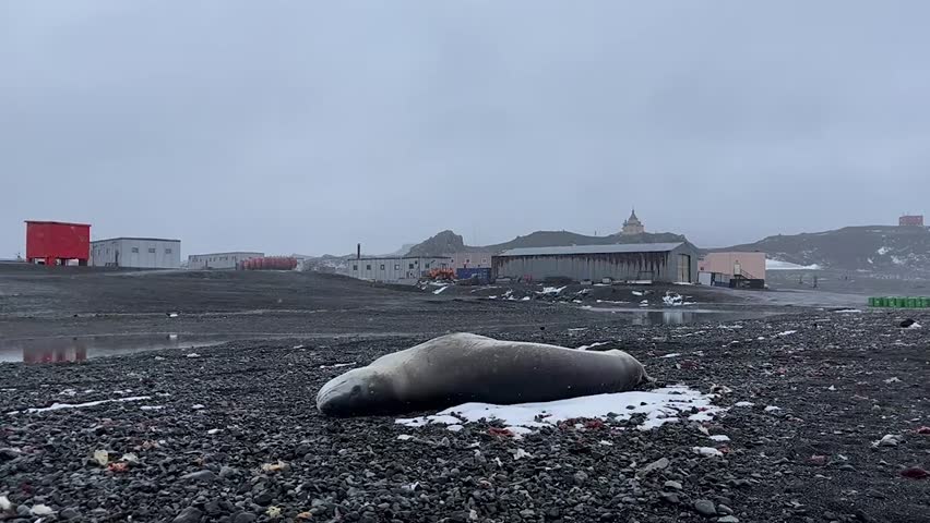 Antarctic Seal Resting on Rocky Ground