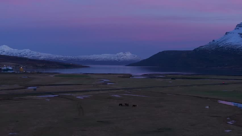 Icelandic horses grazing in splendid fjord, pink surreal sunset over Reydafjordur