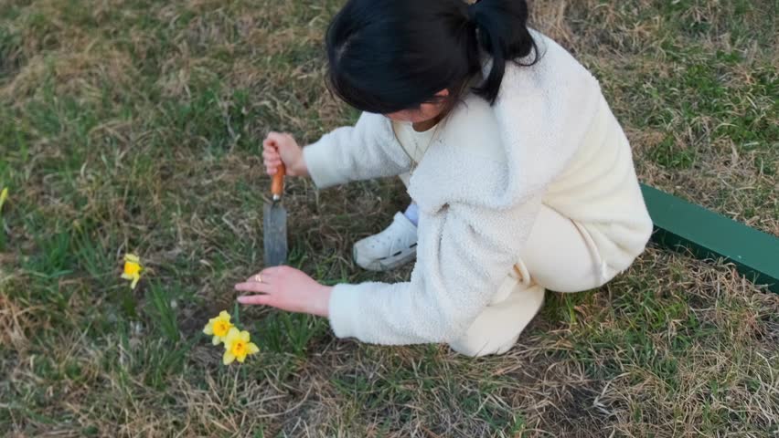 Woman gardening and planting yellow daffodils outdoors in spring. Authentic everyday lifestyle moment, natural behavior captured indoors, cinematic shot emphasizing real life emotions and daily rout
