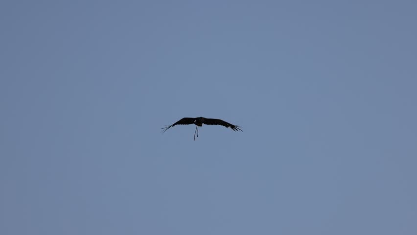 Tracking drone shot following a majestic Golden Eagle soaring through the clear blue Mongolian sky during a traditional hunting expedition.