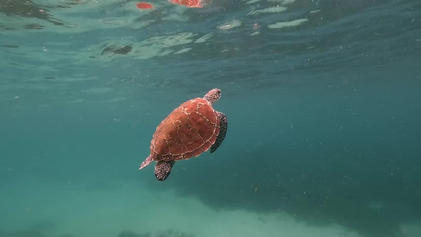 A juvenile green turtle rises to the surface to breathe, nostrils breaking the water before it gently sinks back down. Filmed in a coastal lagoon at Byron Bay, Australia.
