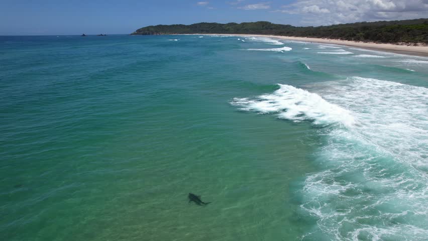 A Shark Swims In Blue Ocean, NSW, Australia - Drone Shot