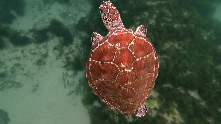 Young green sea turtle swimming above brown algae in temperate coastal water at Byron Bay, Australia. Close-up view highlights the detailed scutes and texture of its carapace.