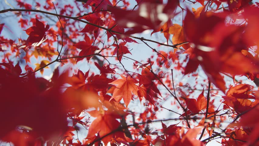 Vibrant red autumn leaves on trees, capturing the beauty of fall, seasonal change, nature, and colorful outdoor landscapes.