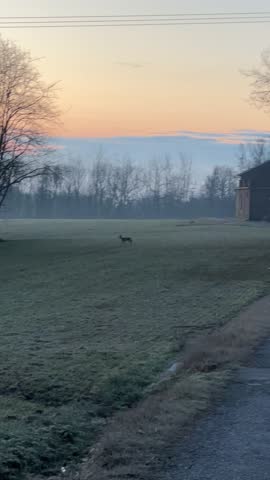 The couple of the deers in the winter morning in the field and the trees. Peaceful countryside life and landscape. Foggy morning. Blu sky. Animals landscape.
