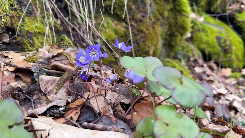 Hepatica flowers in bloom at spring