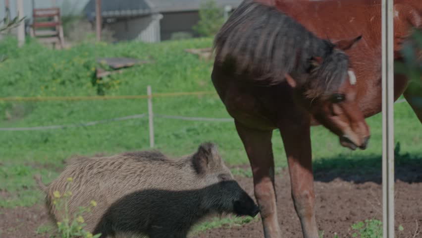 young wild boar roams around with a brown foal in an olive grove
