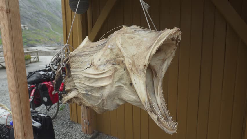 Closeup Of Dried Cod Fish Head Hanging Outside Wooden Shed - Stockfish Production In Norway.