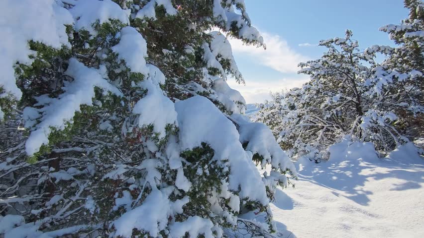 Winter nature landscape at day. Composition of nature.