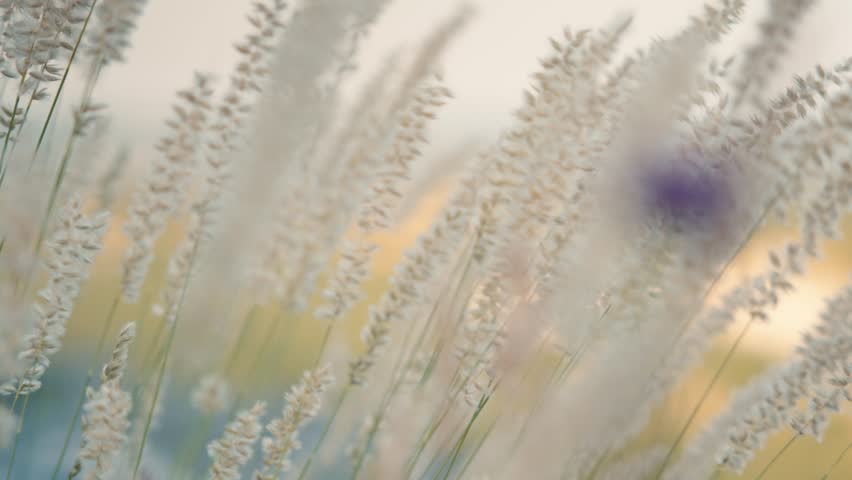 Detailed close up of feather grass moving gently in the breeze during sunset. Soft focus nature background with warm lighting in rural Lot countryside creating a dreamy atmosphere.