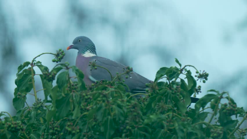 Pigeon sitting on leafy branches under rain during gloomy weather. Gray pigeon resting among green foliage while rainfall continuing steadily. Wild pigeon remaining on tree branches in rainy