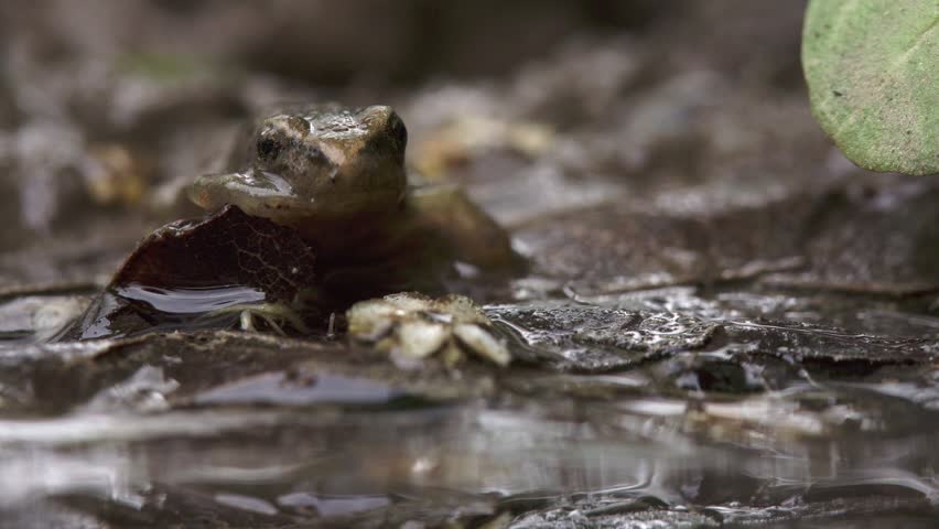 young frog sitting in mud facing the camera