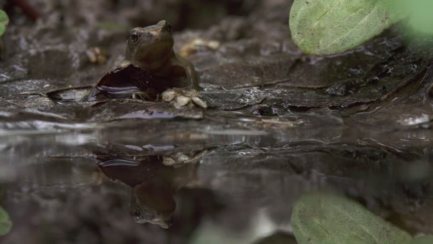 young frog sitting in mud facing the camera