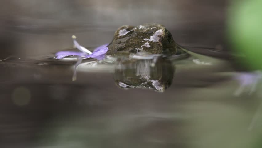 young frog peeking halfway out of water at pond edge