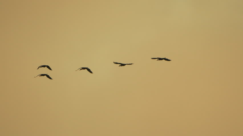 Birds flying sky, flock of birds in peaceful formation against golden hour