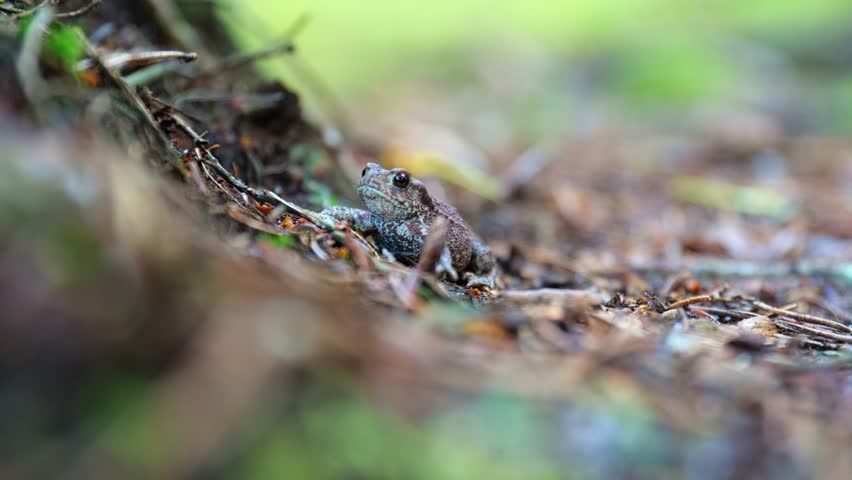 A Tiny Brown Frog Sitting Still on the Forest Floor