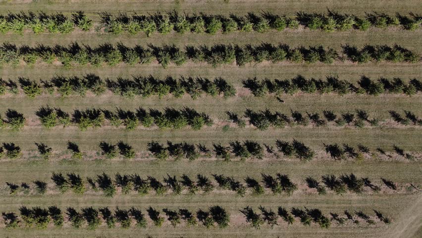 Top View Autumn view from above of red and golden apple trees lined perfectly for harvest. Canadian countryside at its best during apple picking season in Nova Scotia rural farmlands.