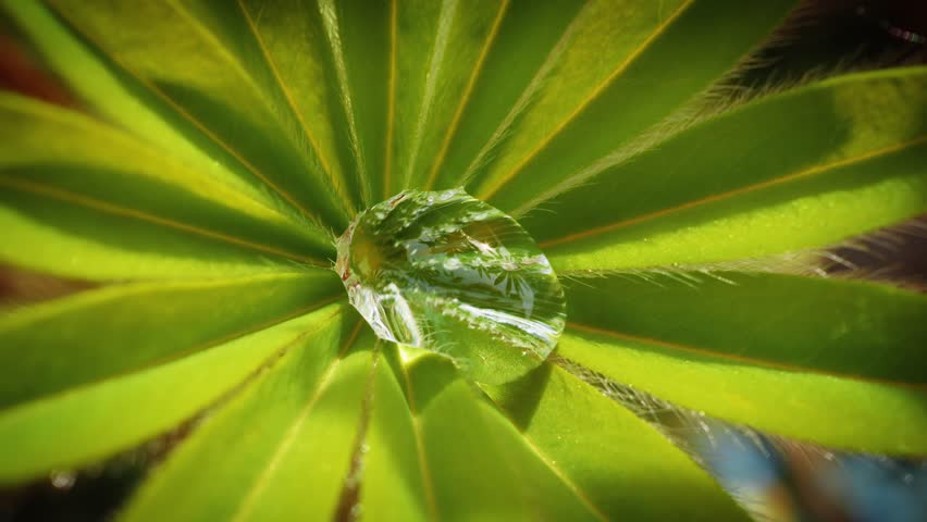 Water droplet in the middle of a Lupine plant leaves close up slow motion stock footage