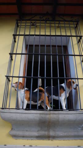 Pair Of Beagles Barking From The Window Enclosed With Metal Bars In Antigua, Guatemala. - vertical shot