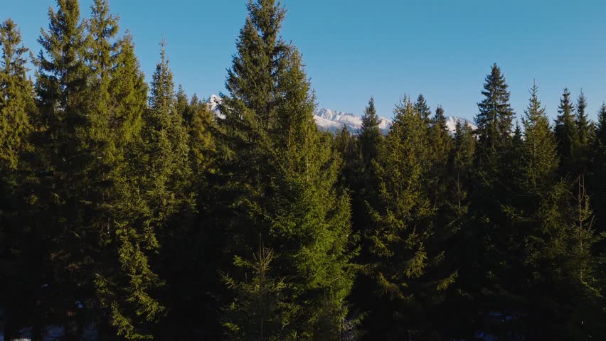 Winter landscape of the High Tatras in Slovakia with iconic Kriváň peak rising above dense evergreen forest. Snowy mountain ridges under clear blue sky, peaceful alpine nature.