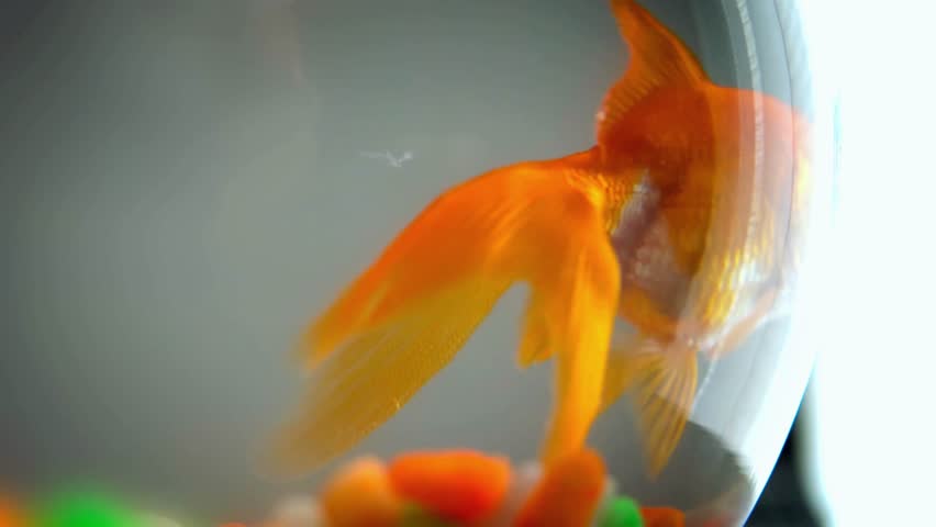 Cinematic close-up of a vibrant orange Goldfish (Carassius auratus) swimming in a classic round glass fish bowl filled with clear blue water.