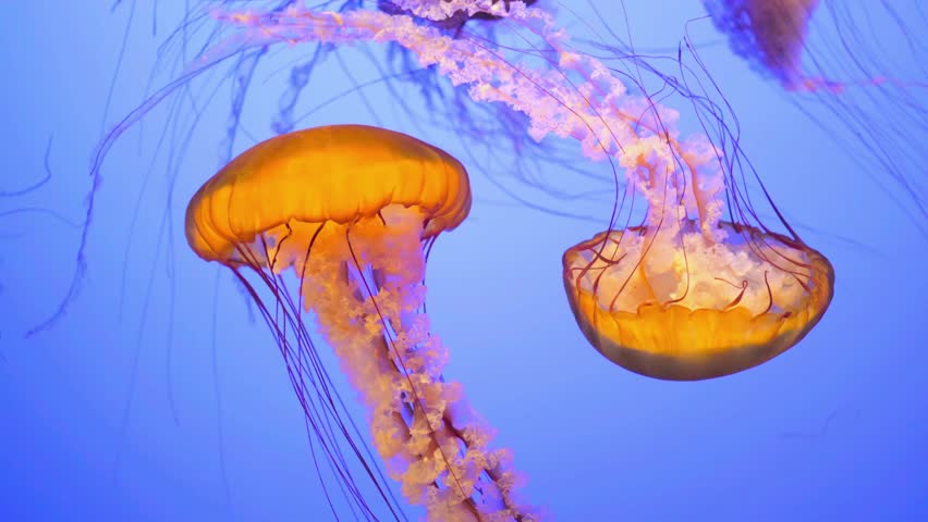 Two vibrant orange jellyfish (Chrysaora) swimming gracefully past each other against a deep blue background.