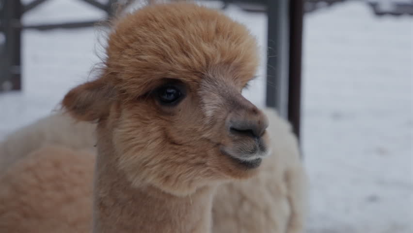 Cute Alpaca Portrait Close Up In Winter