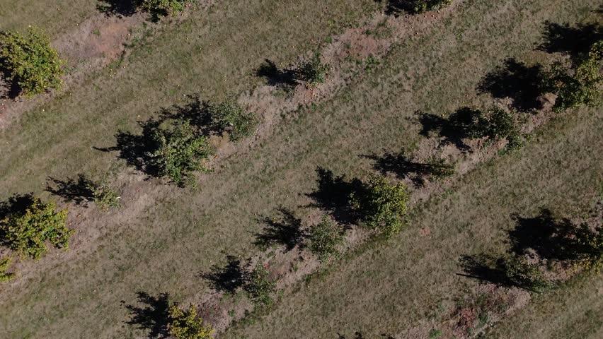 Top View Rows of apple trees heavy with fruit seen from a drone in autumn. The apple orchard stretches across the landscape in Nova Scotia, Canada. Bright colors and ripe crops define this fall scene.