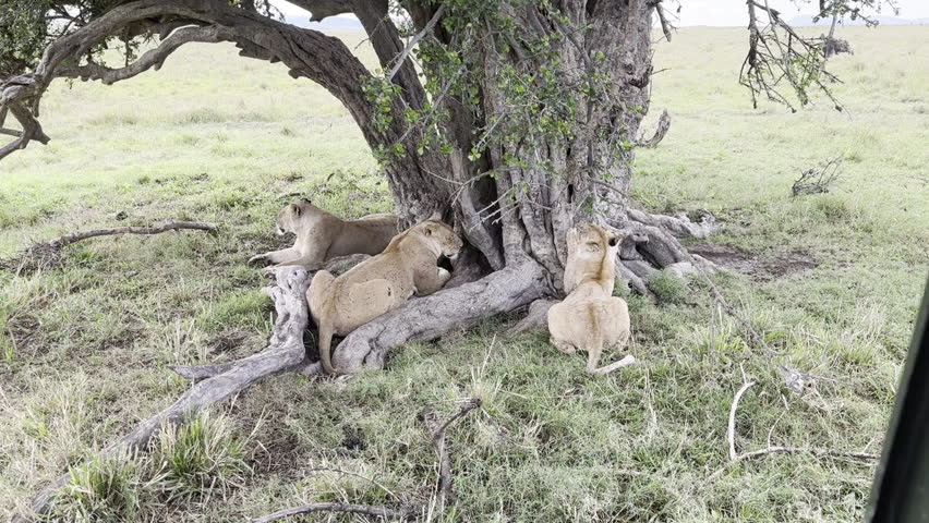 Group of lionesses resting and gathering around a tree in Masai Mara, Kenya, showcasing social behavior, wildlife interaction, and African savanna life.