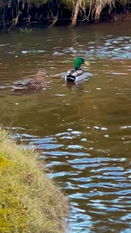 Duck swimming in a river