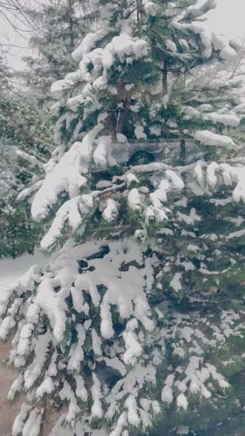 Enjoying Your Travel During the winter on the train

File Type - MP4
Size 42.2 MB
Length 37 second