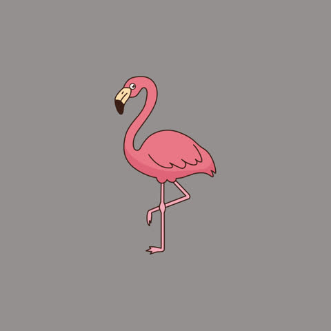 Flamingo Summer Tropical Sticker Animation Alpha Loop