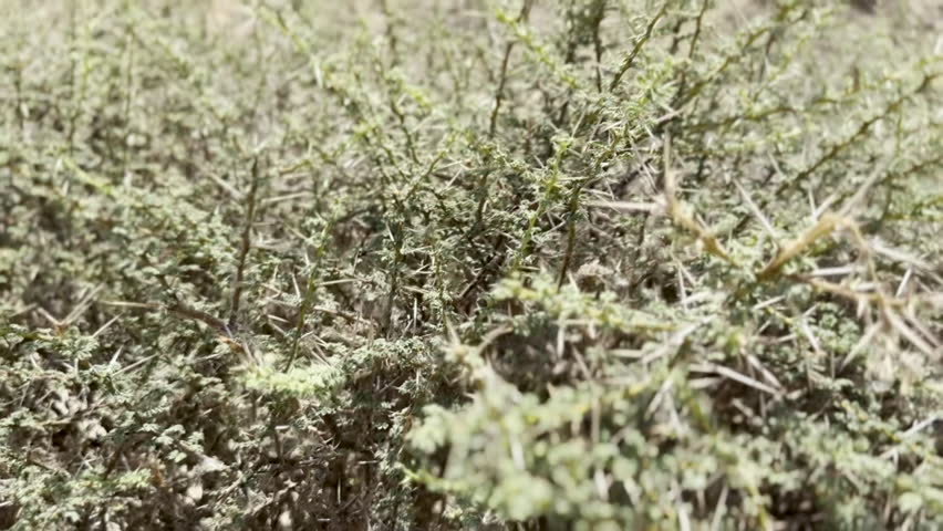 Wide view of a rugged rocky desert mountain with scattered shrubs under a pale sky, capturing arid wilderness, harsh terrain, and natural geology in a remote dry landscape.