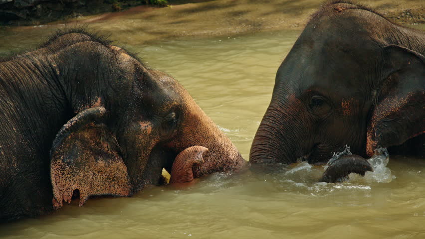 Two Asian elephants gently touching trunks while bathing together in a river, showing affection and social bonding in a peaceful natural sanctuary. High quality 4k footage