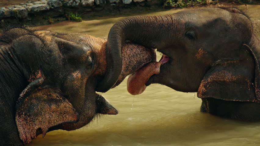 Two Asian elephants gently touching trunks while bathing together in a river, showing affection and social bonding in a peaceful natural sanctuary. High quality 4k footage