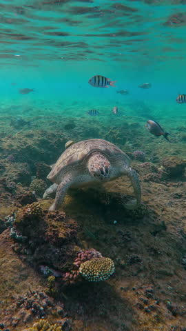 Vertical footage, Front view of Sea turtle eating small brown algae from top of coral reef slab in morning light, tropical fishes swims around Green Sea Turtle, Chelonia mydas Slow motion