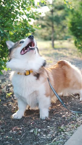 Active corgi dog standing outdoors and barking while looking up at tree leaves in green park on sunny day. Expressive pet behavior, alert mood, natural light, shallow depth of field, lifestyle video
