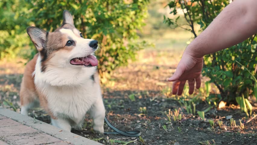 Happy corgi dog giving high five to owner outdoors in green park on sunny day. Trained pet interaction shows trust and friendship positive emotion, natural light shallow depth of field lifestyle video
